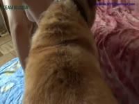 Blindfolded bitch homemade dog sex on the couch